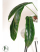 Philodendron patriciae