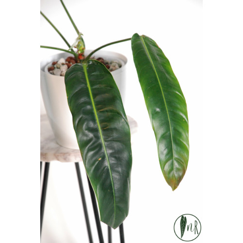 Philodendron patriciae