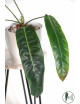 Philodendron patriciae