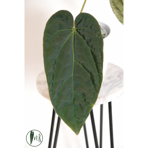 Anthurium crystallinum x...
