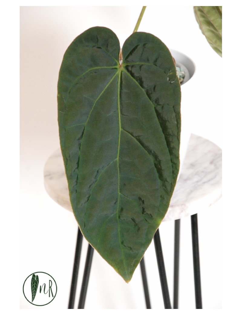 Anthurium crystallinum x debile Velvety night