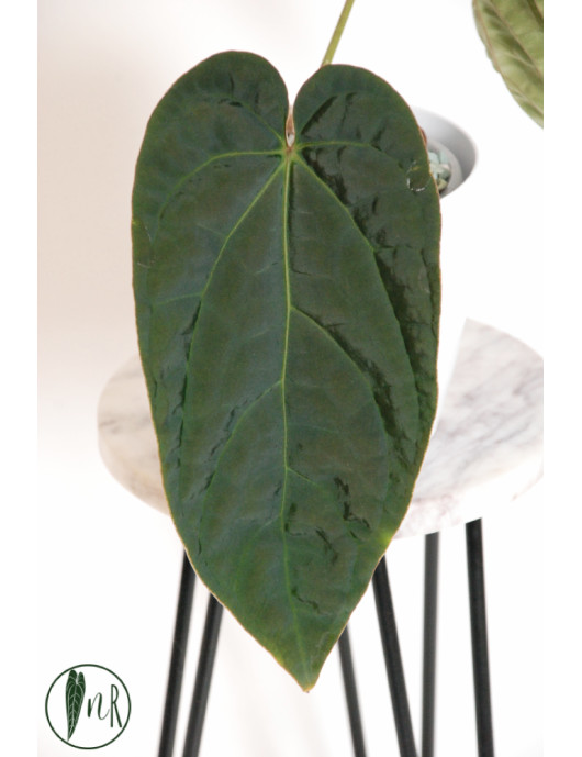 Anthurium crystallinum x debile Velvety night