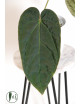 Anthurium crystallinum x debile Velvety night