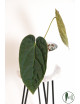 Anthurium crystallinum x debile Velvety night