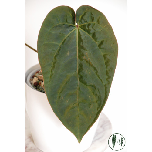 Anthurium crystallinum x debile Velvety night