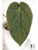 Anthurium crystallinum x debile Velvety night