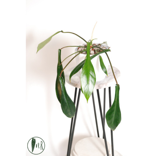 Philodendron joepii