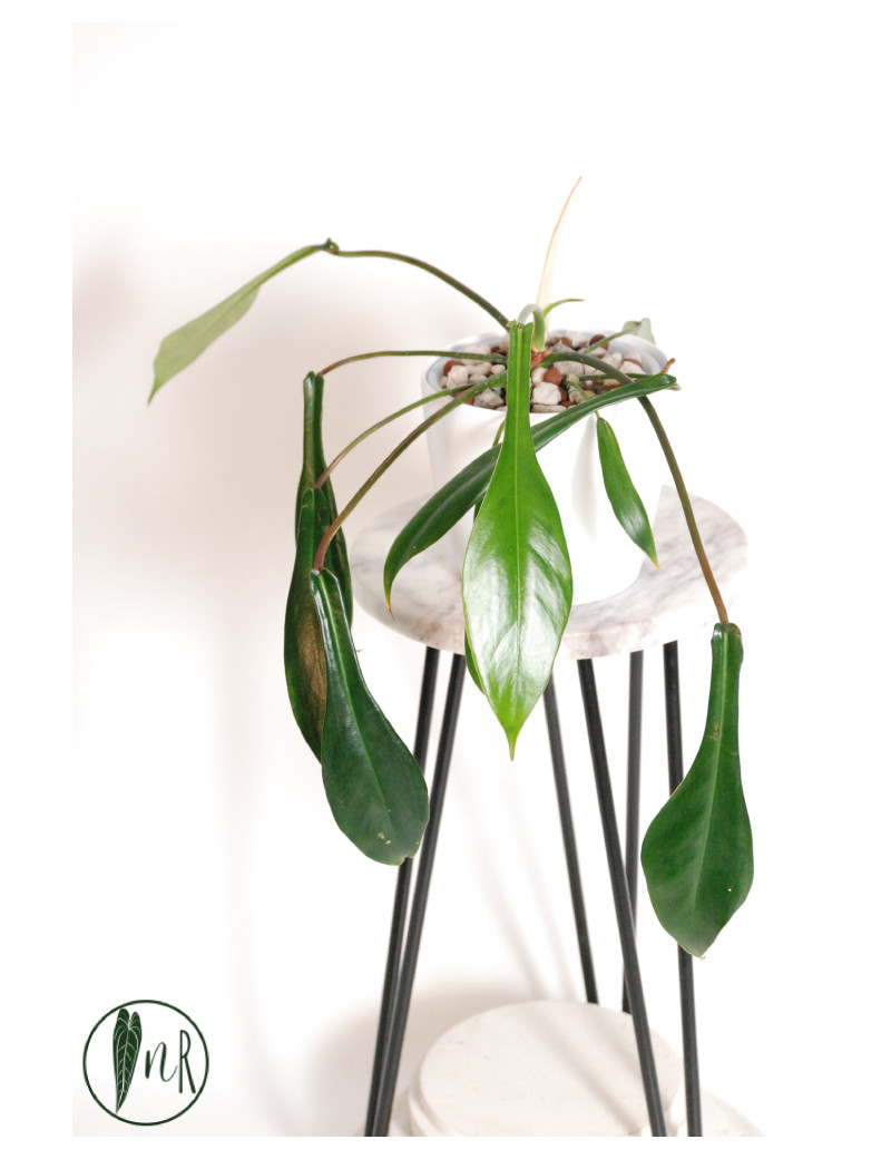 Philodendron joepii