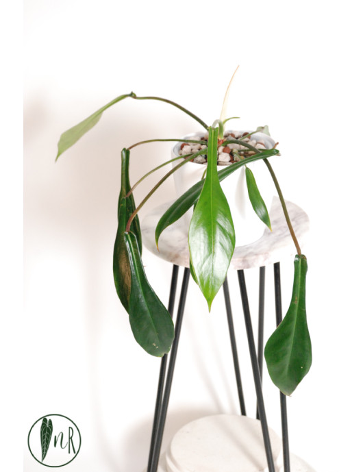 Philodendron joepii