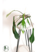 Philodendron joepii