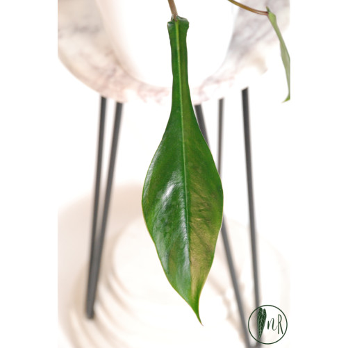 Philodendron joepii