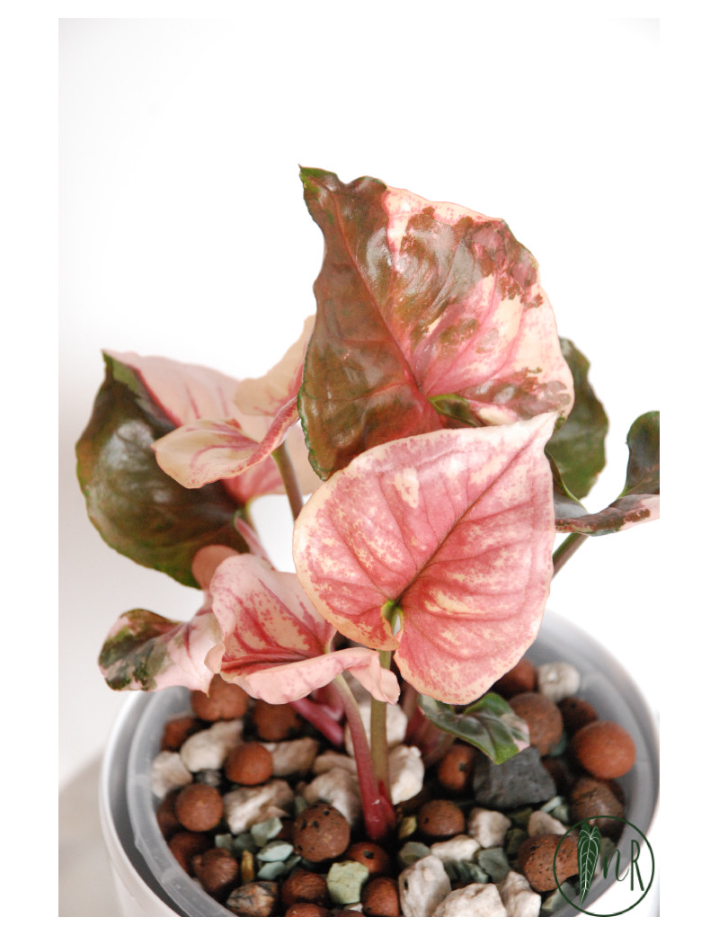 Syngonium strawberry ice galaxy