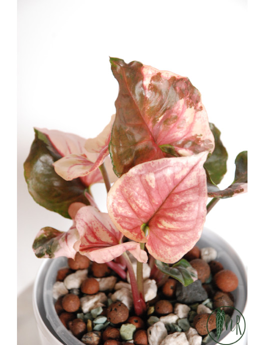 Syngonium strawberry ice galaxy