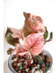 Syngonium strawberry ice galaxy