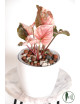 Syngonium strawberry ice galaxy