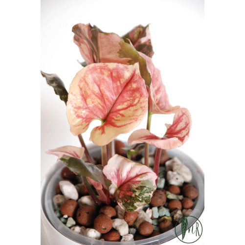 Syngonium strawberry ice galaxy