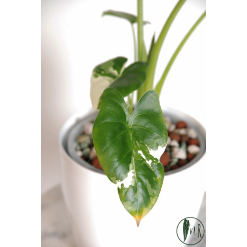 Alokazja macrorrhiza variegata