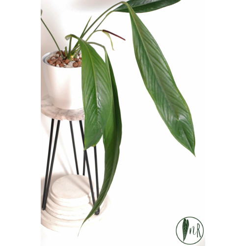 Anthurium pallidiflorum...
