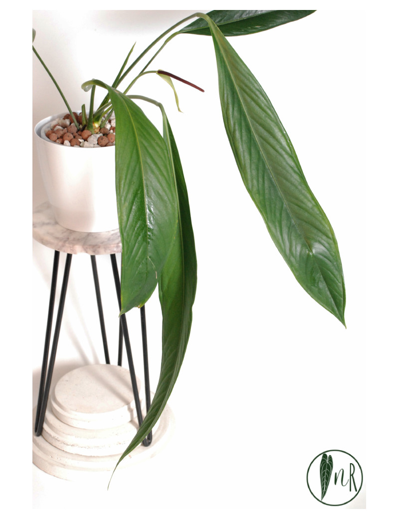 Anthurium pallidiflorum Guayusa