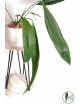 Anthurium pallidiflorum Guayusa