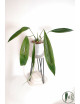 Anthurium pallidiflorum Guayusa
