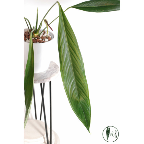 Anthurium pallidiflorum Guayusa