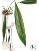 Anthurium pallidiflorum Guayusa
