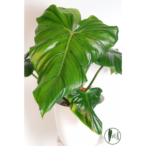 Philodendron barrosoanum 5...