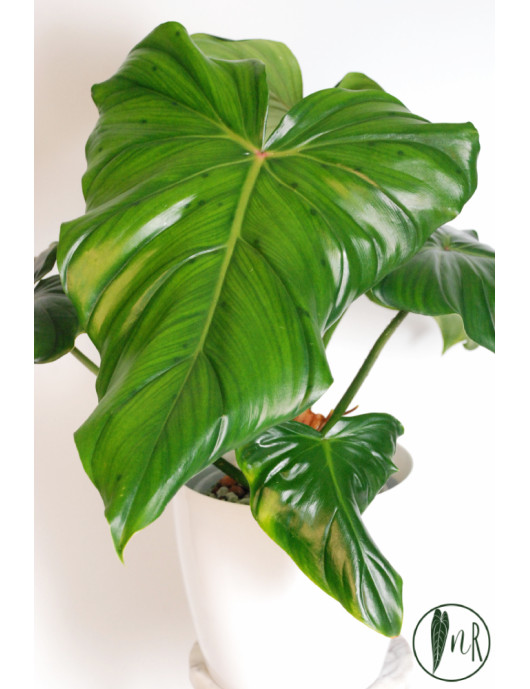Philodendron barrosoanum 5 x pastazanum