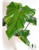 Philodendron barrosoanum 5 x pastazanum
