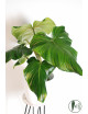 Philodendron barrosoanum 5 x pastazanum
