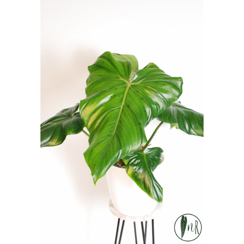 Philodendron barrosoanum 5 x pastazanum