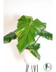 Philodendron barrosoanum 5 x pastazanum
