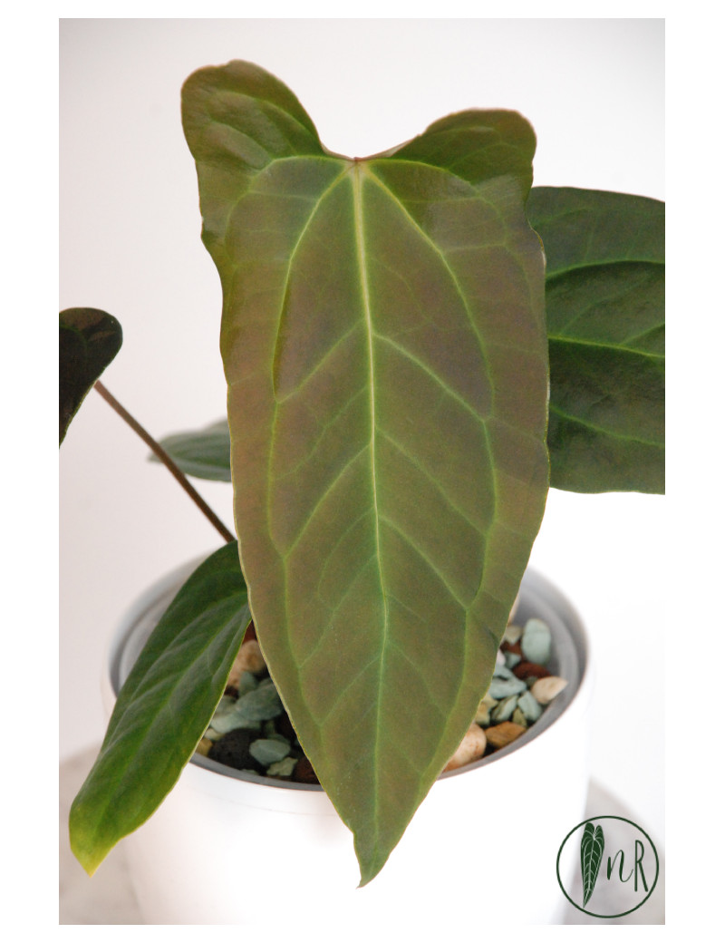 Anthurium forgetii x pinkleyi Amazon rabbit