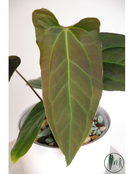 Anthurium forgetii x pinkleyi Amazon rabbit