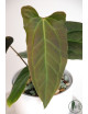 Anthurium forgetii x pinkleyi Amazon rabbit