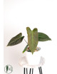 Anthurium forgetii x pinkleyi Amazon rabbit