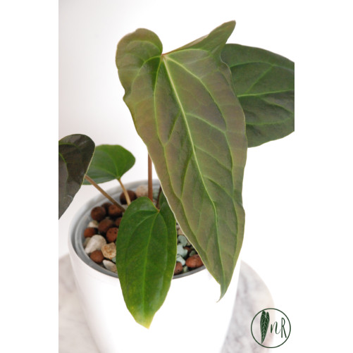 Anthurium forgetii x pinkleyi Amazon rabbit