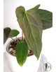 Anthurium forgetii x pinkleyi Amazon rabbit