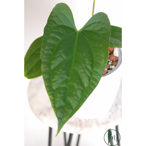 Anthurium crystallinum x...