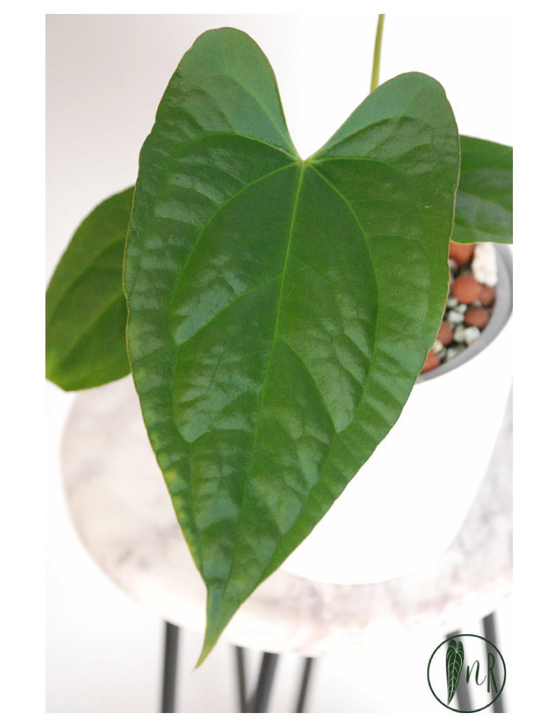 Anthurium crystallinum x pinkleyi (Rabbit Ears)