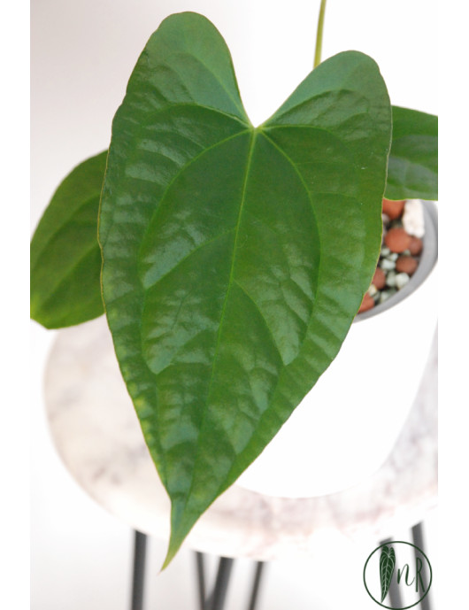 Anthurium crystallinum x pinkleyi (Rabbit Ears)