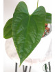 Anthurium crystallinum x pinkleyi (Rabbit Ears)