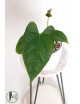 Anthurium crystallinum x pinkleyi (Rabbit Ears)