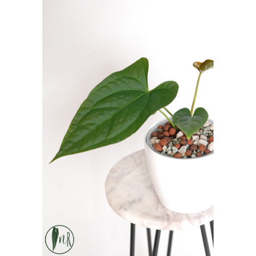 Anthurium crystallinum x pinkleyi (Rabbit Ears)