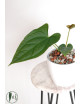 Anthurium crystallinum x pinkleyi (Rabbit Ears)