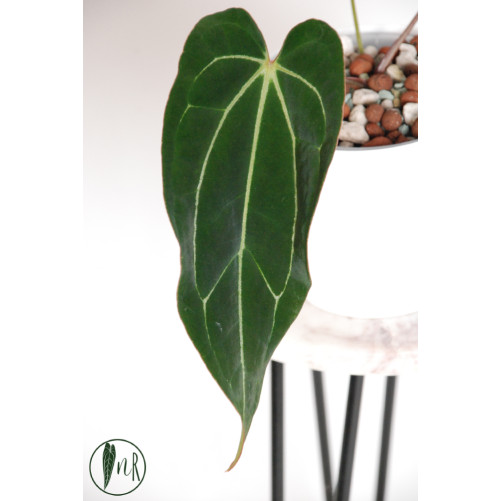 Anthurium crystallinum x...