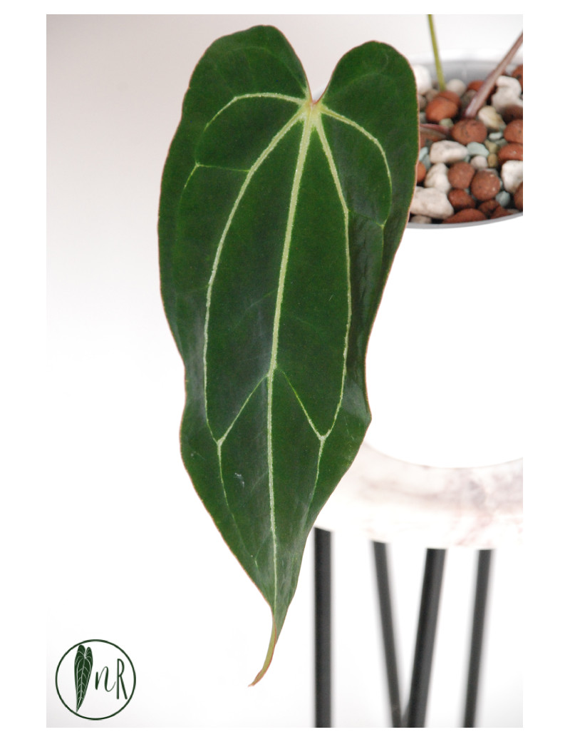 Anthurium crystallinum x Ace of Spades