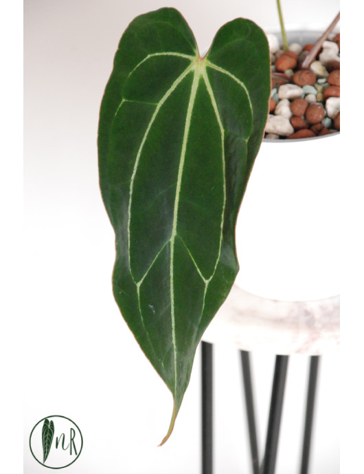 Anthurium crystallinum x Ace of Spades