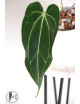 Anthurium crystallinum x Ace of Spades